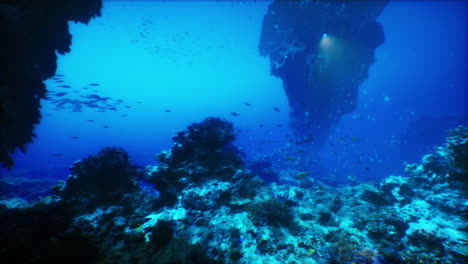 stunning underwater coral reef