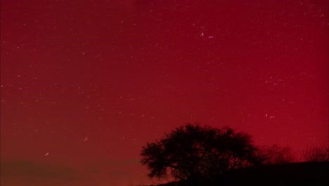 red northern lights dance over a isolated tree, night sky timelapse of red aurora