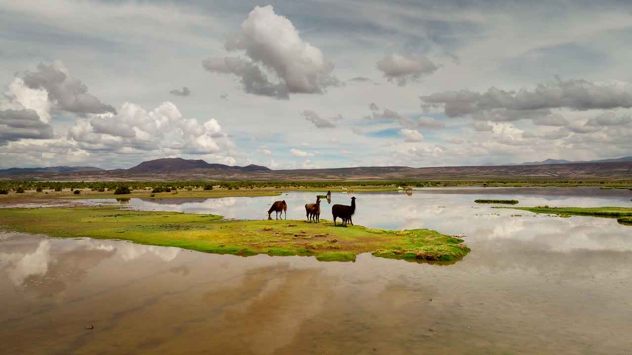 Llamas walk in high-altitude desert after rains in Bolivia Lipez region, aerial