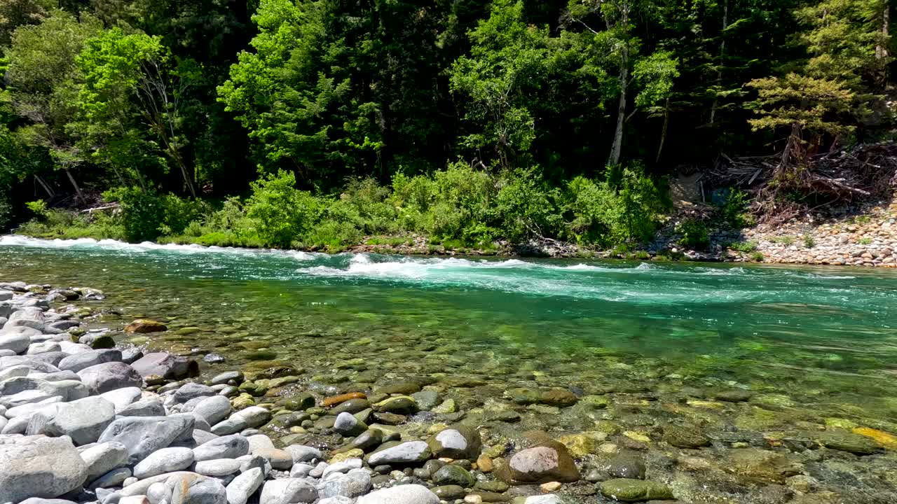 에메랄드 워터 해안선 근처의 나무