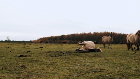 Pferd-Rollt-Im-Gras-Herum