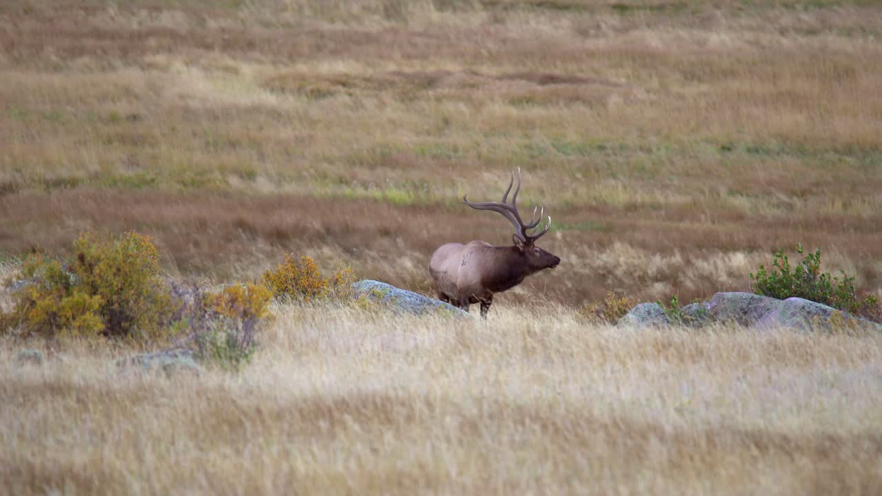 alces toros durante la rutina de los alces del otoño de 2021 en estes park, colorado