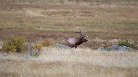 Alces-Toros-Durante-La-Rutina-De-Los-Alces-Del-Otoño-De-2021-En-Estes-Park,-Colorado