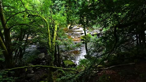 la vegetación exuberante rodea un arroyo de bosque que fluye