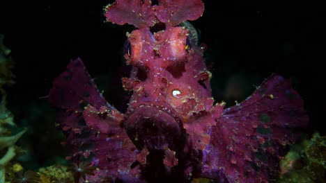 rhinopias frondosa purple weedy scorpionfish with parasite lembeh 4k 25fps