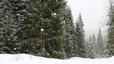 Fuertes-Nevadas-Caen-En-El-Bosque-Boreal-Del-Centro-De-Noruega