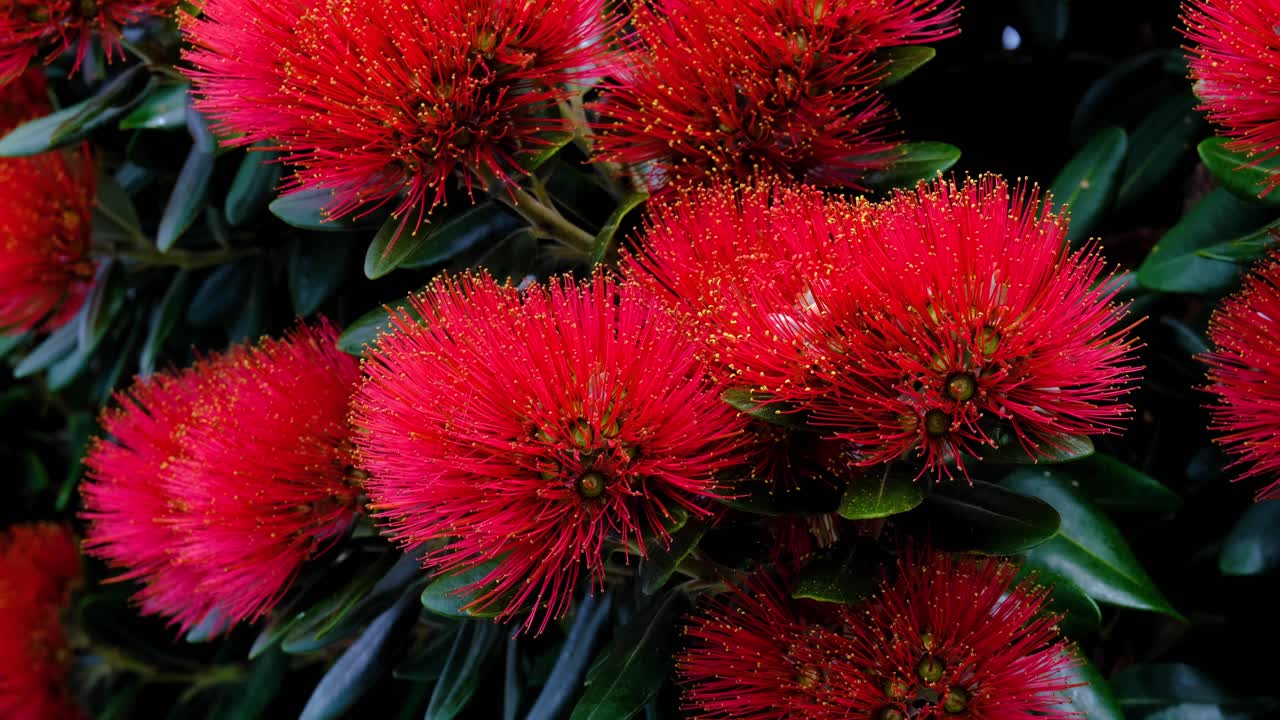 Beautiful vivid red Pohutukawa flowers blooming on New Zealand Christmas Tree in NZ Aotearoa