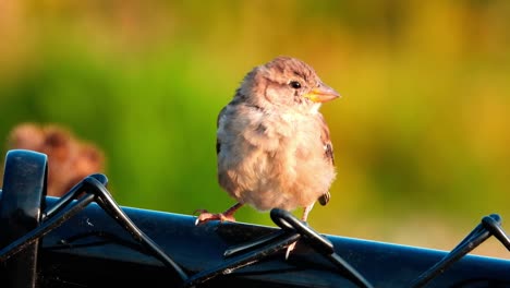 cerca de lindo pajarito posado en la valla