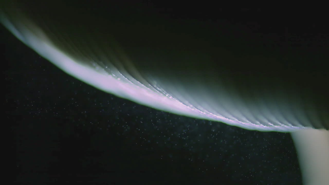 팬텀 고속 카메라 - amanita muscaria로 촬영된 플라이 아가릭 버섯에 의해 방출되는 포자의 슬로우 모션 매크로 영상