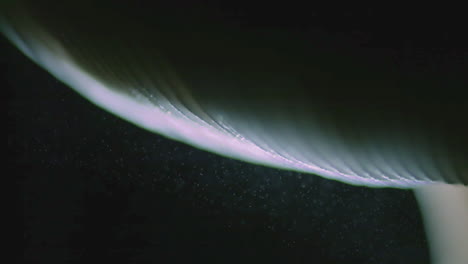 imágenes macro en cámara lenta de esporas liberadas por un hongo agárico de mosca filmado con una cámara fantasma de alta velocidad - amanita muscaria