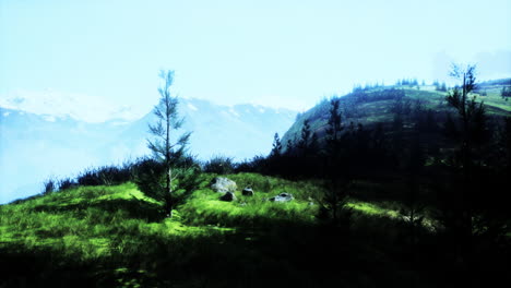 mountain view with snow and pine trees
