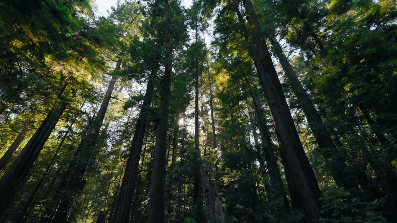 Attraversando una fitta foresta di sequoie, guardando in alto gli alberi imponenti