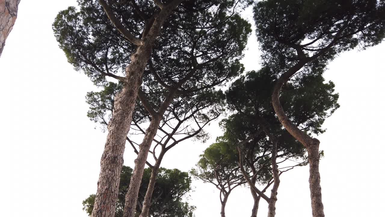 un callejón de pinos piñoneros en parco degli acquedotti, un enorme parque en roma donde puedes encontrar restos de acueductos de la antigua roma