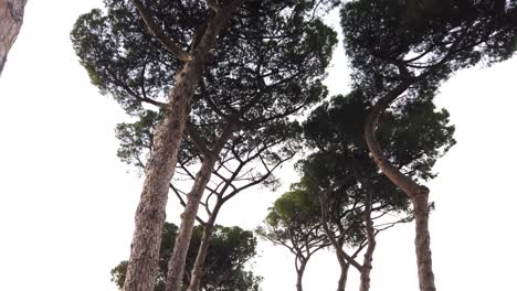 An-alley-of-stone-pines-in-Parco-degli-Acquedotti,-a-huge-park-in-Rome-where-you-can-find-remains-of-aqueducts-from-ancient-Rome
