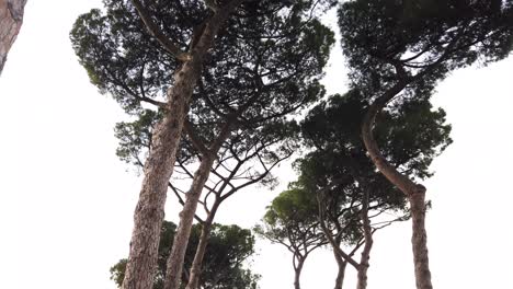 an alley of stone pines in parco degli acquedotti, a huge park in rome where you can find remains of aqueducts from ancient rome