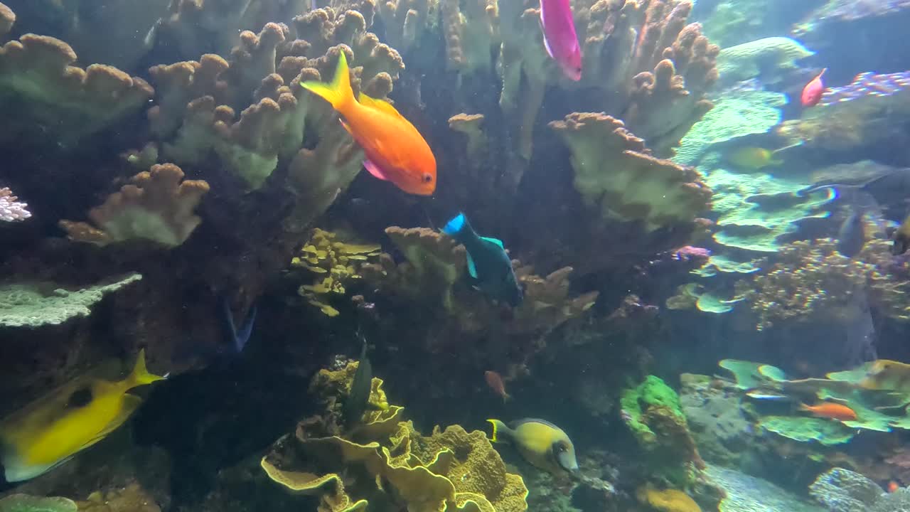 Aquarium full of super colorful, lively, and vibrant mix of fish swimming around a beautiful coral reef garden