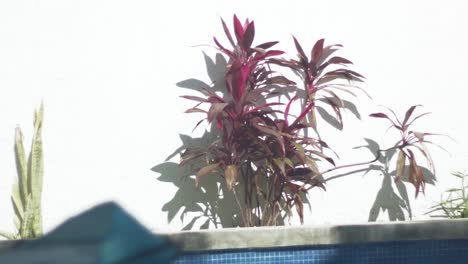 cordyline hermana roja o planta ti fluye en el viento contra una pared blanca brillante cerca de una piscina al aire libre en un caluroso día de verano