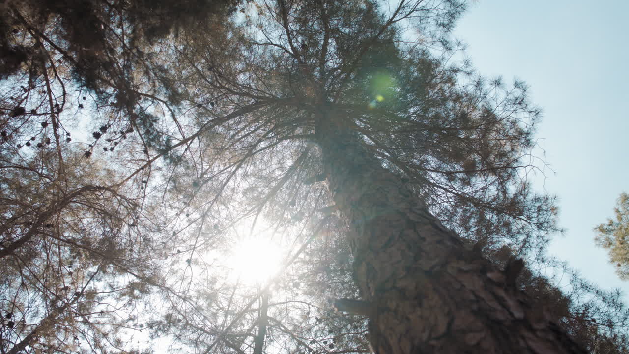 Looking up at a pine tree with sun shining through pines making a lens flare. Rack focus. 4k footage