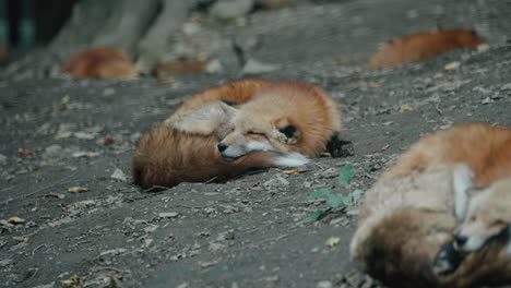 group of foxes sleeping at the ground in zao fox village, miyagi, japan - close up