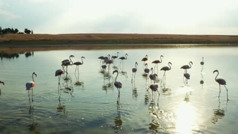 flamingos walking in shallow water. 4k