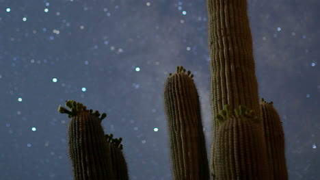 cactus starlapse3