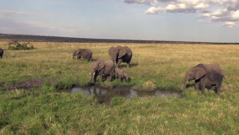 Die-Verspielte-Elefantenherde,-Die-An-Einem-Schönen-Morgen-In-Der-Masai-Mara-Schlamm-Auf-Ihren-Körper-Wirft---Mittlerer-Schuss