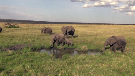 The-Playful-Herd-Of-Elephant-Throwing-Mud-On-Its-Body-On-A-Fine-Morning-In-Masai-Mara---Medium-Shot