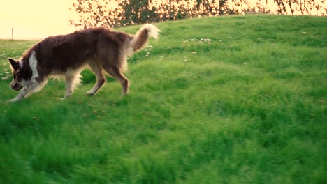 algunos primeros planos asombrosos de un hermoso perro a la luz del atardecer