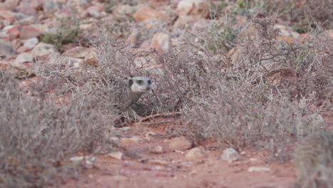 meerkat suricata suricatta pequeñas mangostas en busca de alimento en la sabana de áfrica