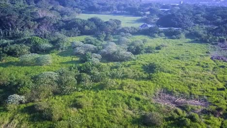 Drone-flying-over-a-bushy-area-panning-up-to-a-field-surrounded-by-green-trees-on-the-Bluff-Durban