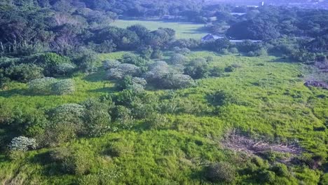 drone flying over a bushy area panning up to a field surrounded by green trees on the bluff durban