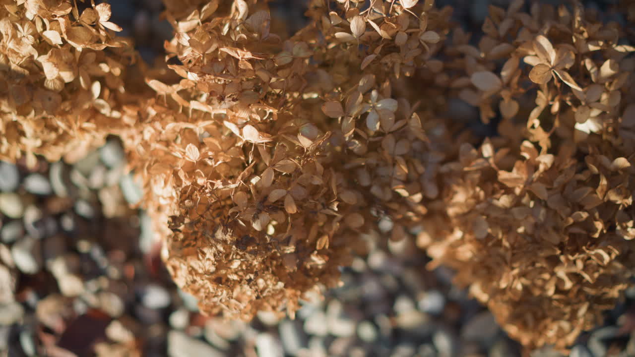 Dried hydrangea cluster on pebbles, intimate topdown macro revealing brown petals, crisp sunlight and shadow, gardeners keepsake in home garden, contemplative botanical study mood