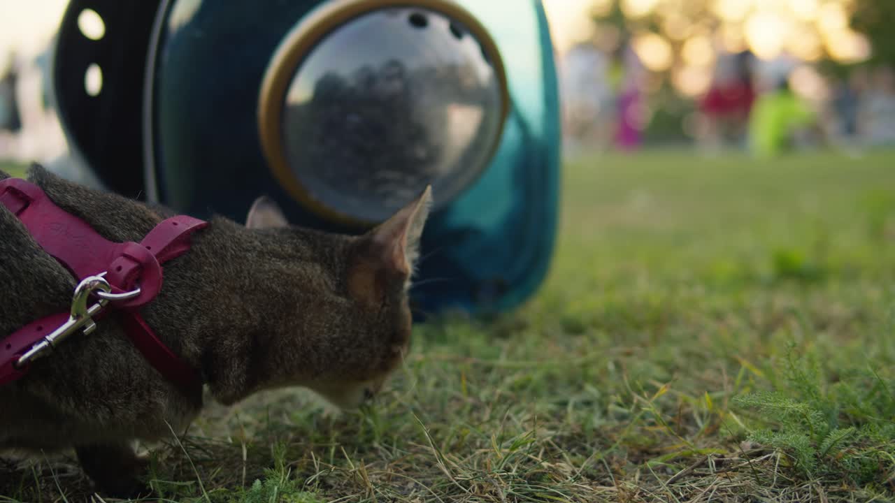 Small pretty cat walking in the park with young woman owner. Close-up of kitty on green grass. Nature
