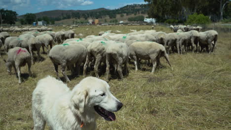 un simpático perro pastor que cuida su rebaño de ovejas marcadas en una granja rural en el norte de california