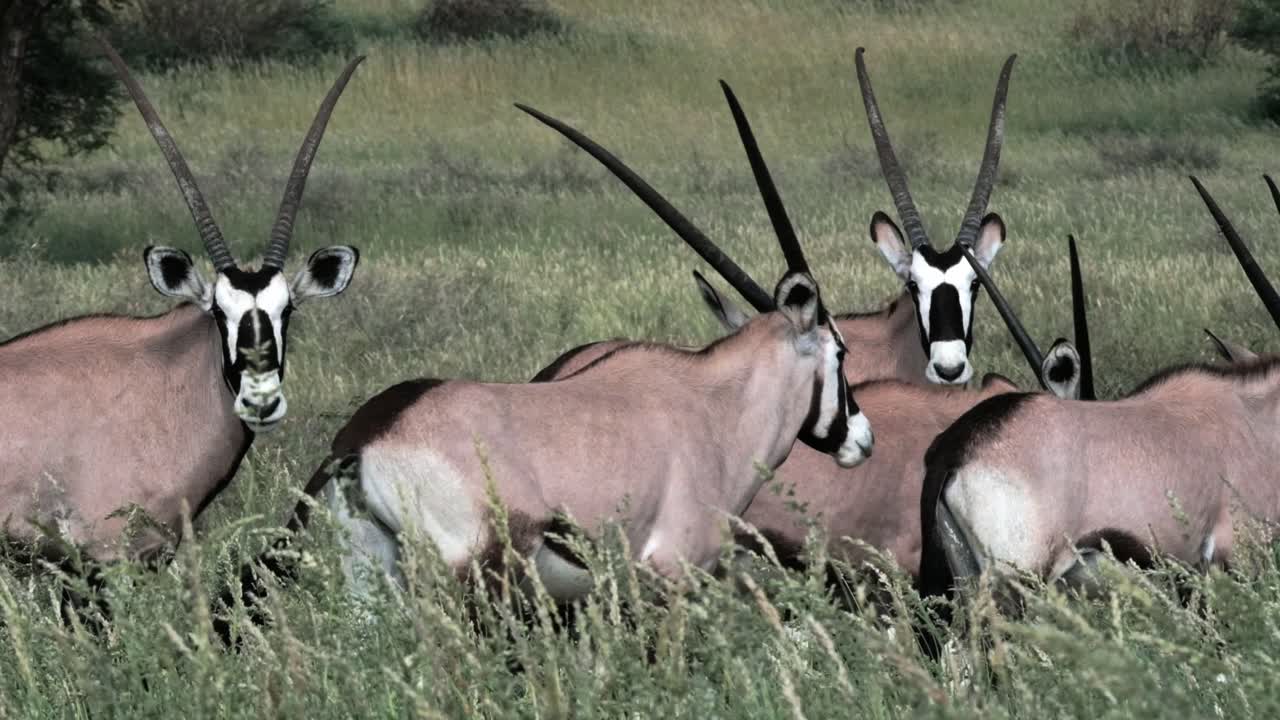 A group of Oryx or Gemsbok in long green grass