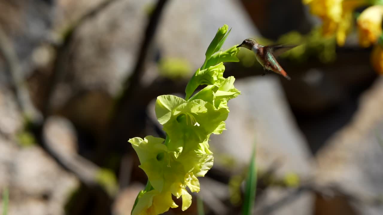 colibrí en una flor amarilla
