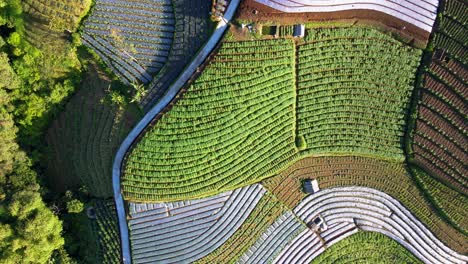 overhead drone shot of green vegetable plantation - scallion, broccoli, onion and potato plantation