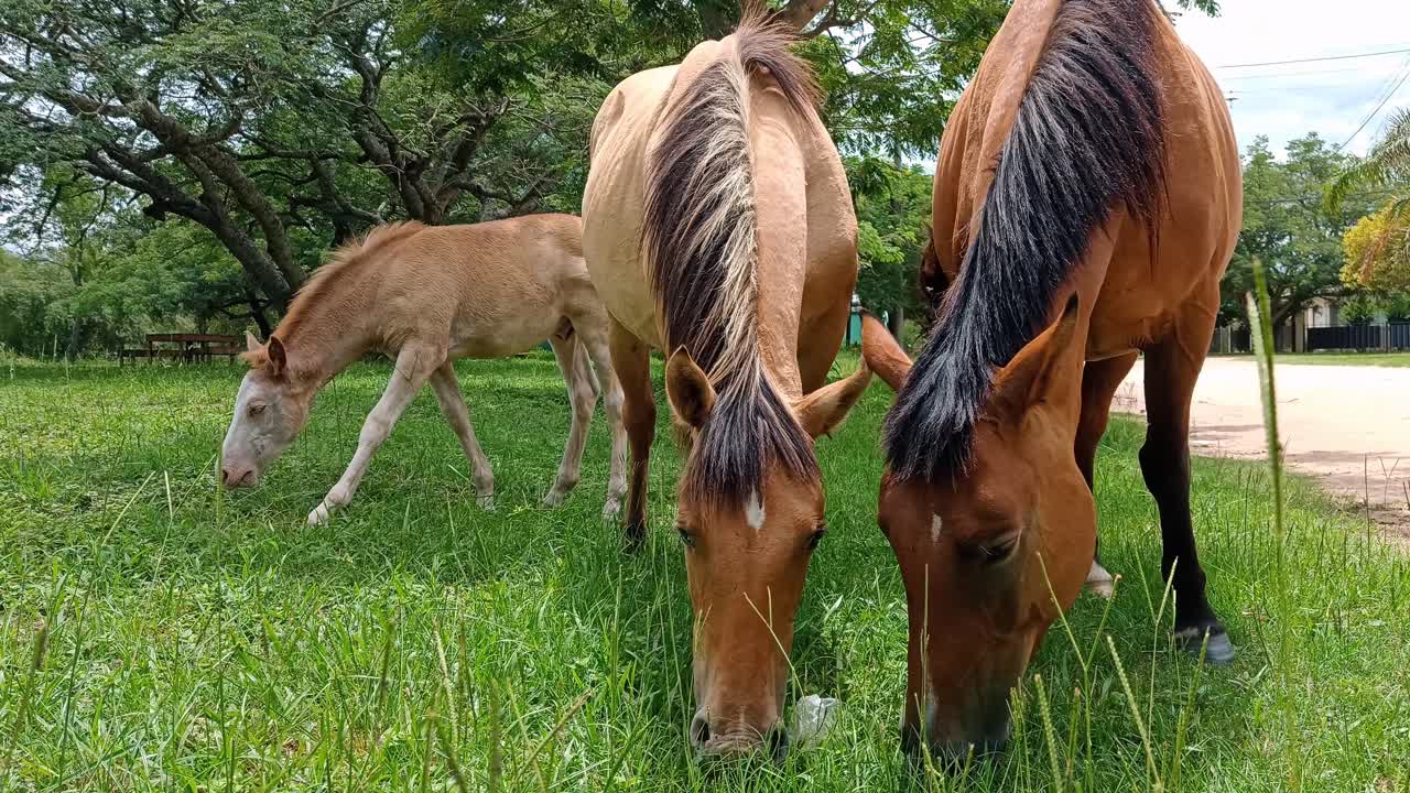 hermoso potro joven pastando con los caballos padres en el césped verde natural fresco en el campo