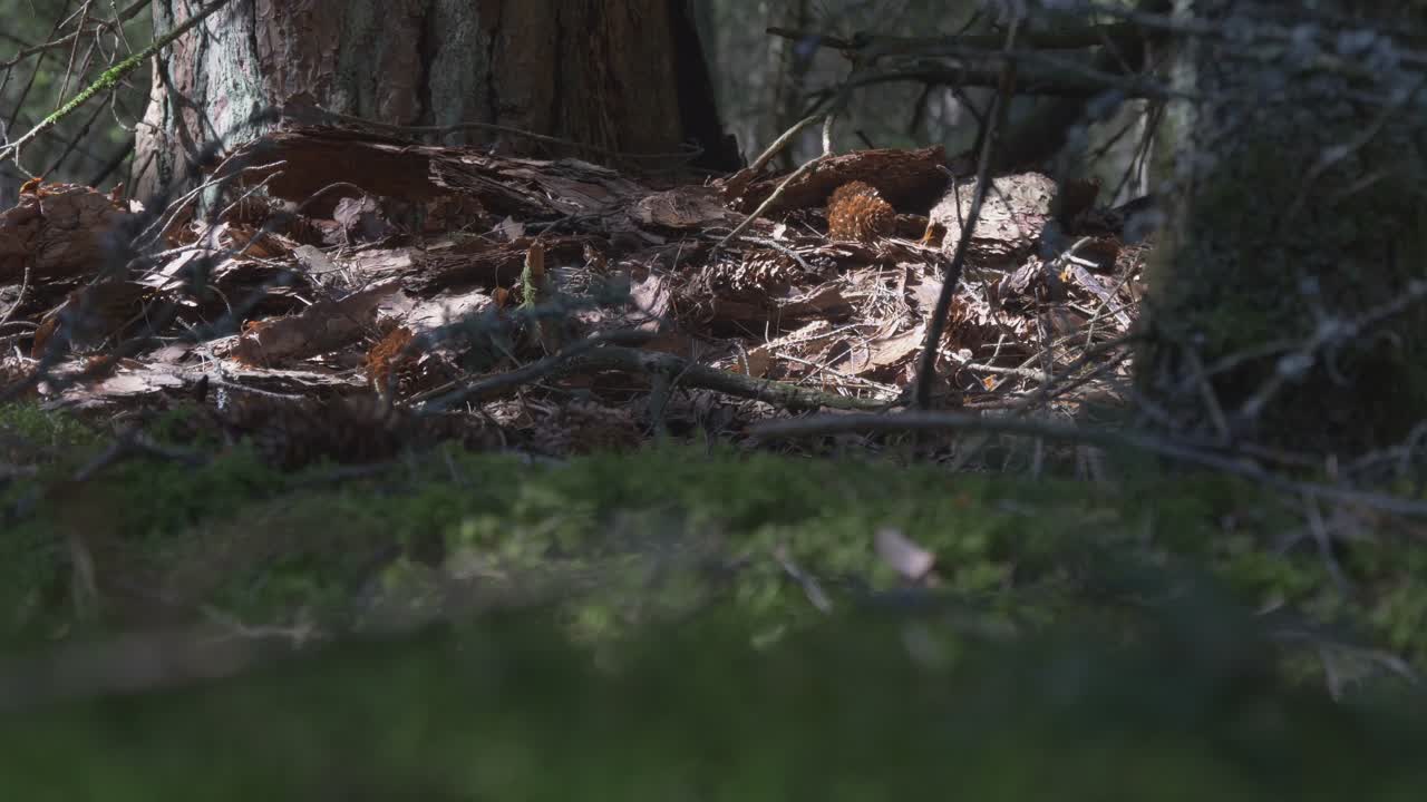 Spruce Cones and Bark On The Ground Near The Tree Trunk. Video Dolly Track Right