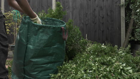 Macho-Adulto-Colocando-Recortes-De-Cobertura-En-Una-Gran-Bolsa-De-Basura-Verde