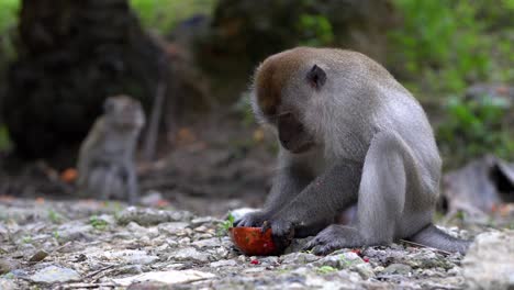 monkey eat the fruit with hand.