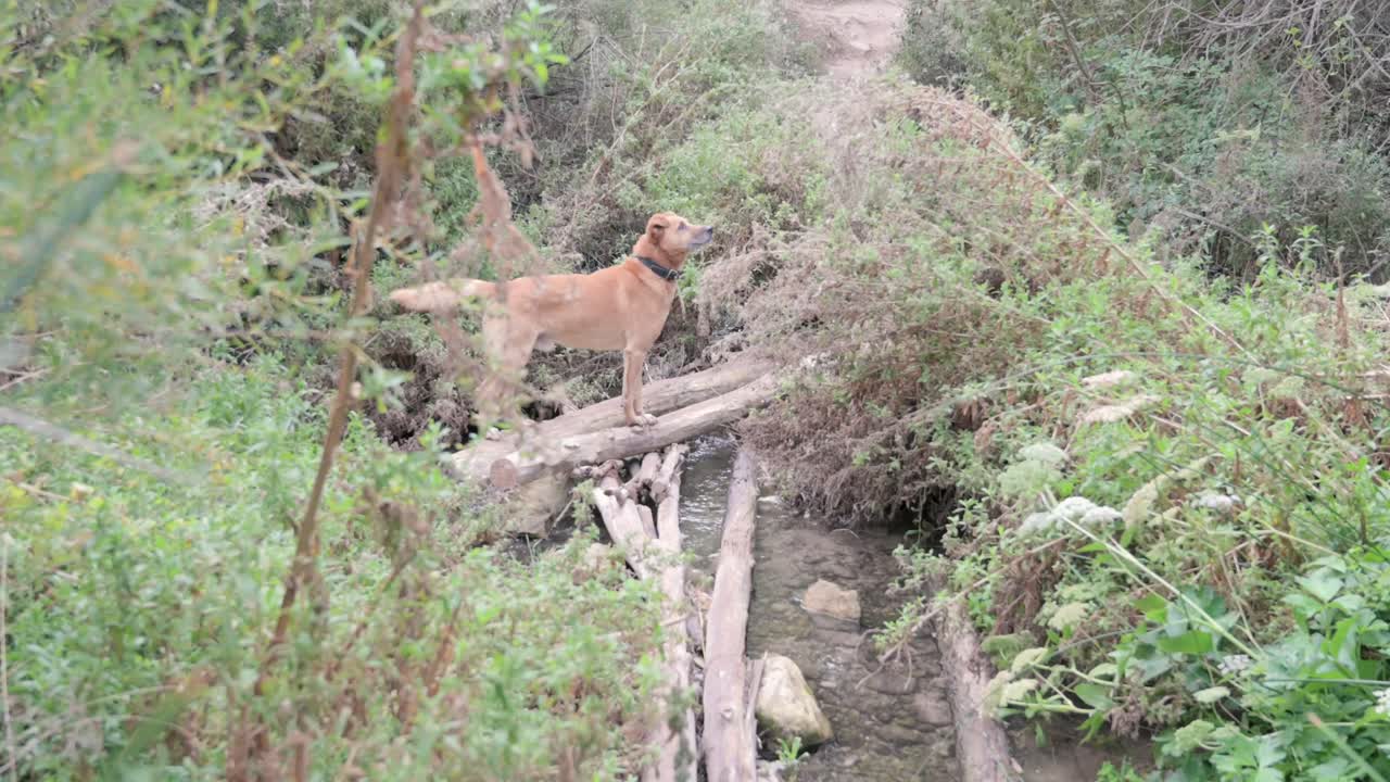 Curious brown dog crossing a river by stepping on wooden beams