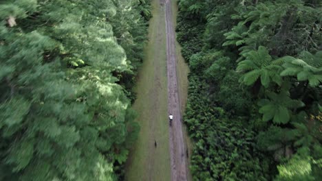 Blick-Aus-Der-Luft-Auf-Einen-Mountainbiker-Mit-Zwei-Hunden,-Der-Durch-Bäume-Bergab-Rennt