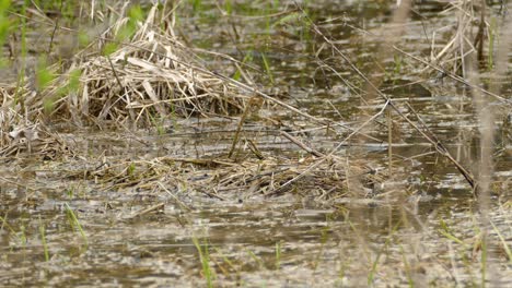 yellow-rumped warbler making small jumps in a swamp