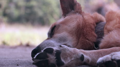 Cansado,-Viejo-Perro-De-Ganado,-Estirado-Durmiendo,-Cara-Y-Piernas-De-Cerca