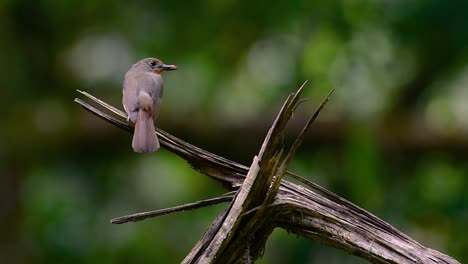 El-Papamoscas-Azul-De-La-Colina-Se-Encuentra-En-Un-Hábitat-De-Gran-Altura,-Tiene-Plumas-Azules-Y-Un-Pecho-Anaranjado-Para-El-Macho,-Mientras-Que-La-Hembra-Es-De-Color-Marrón-Canela-Pálido-Y-También-Con-Un-Pecho-Anaranjado-En-Transición