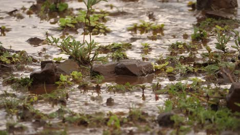 low angle, shallow depth of field, water on flooded african grassland