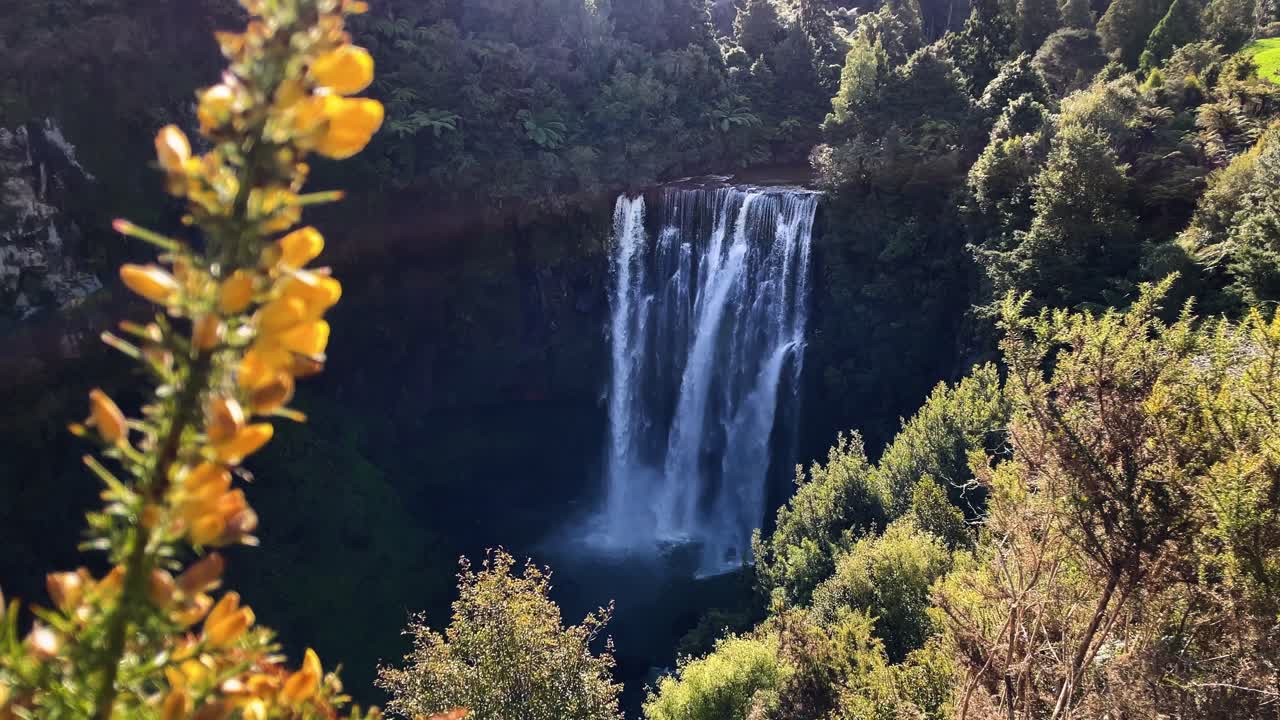 Plano general de una cascada en un bosque con un lupino arbóreo amarillo en primer plano, Nueva Zelanda