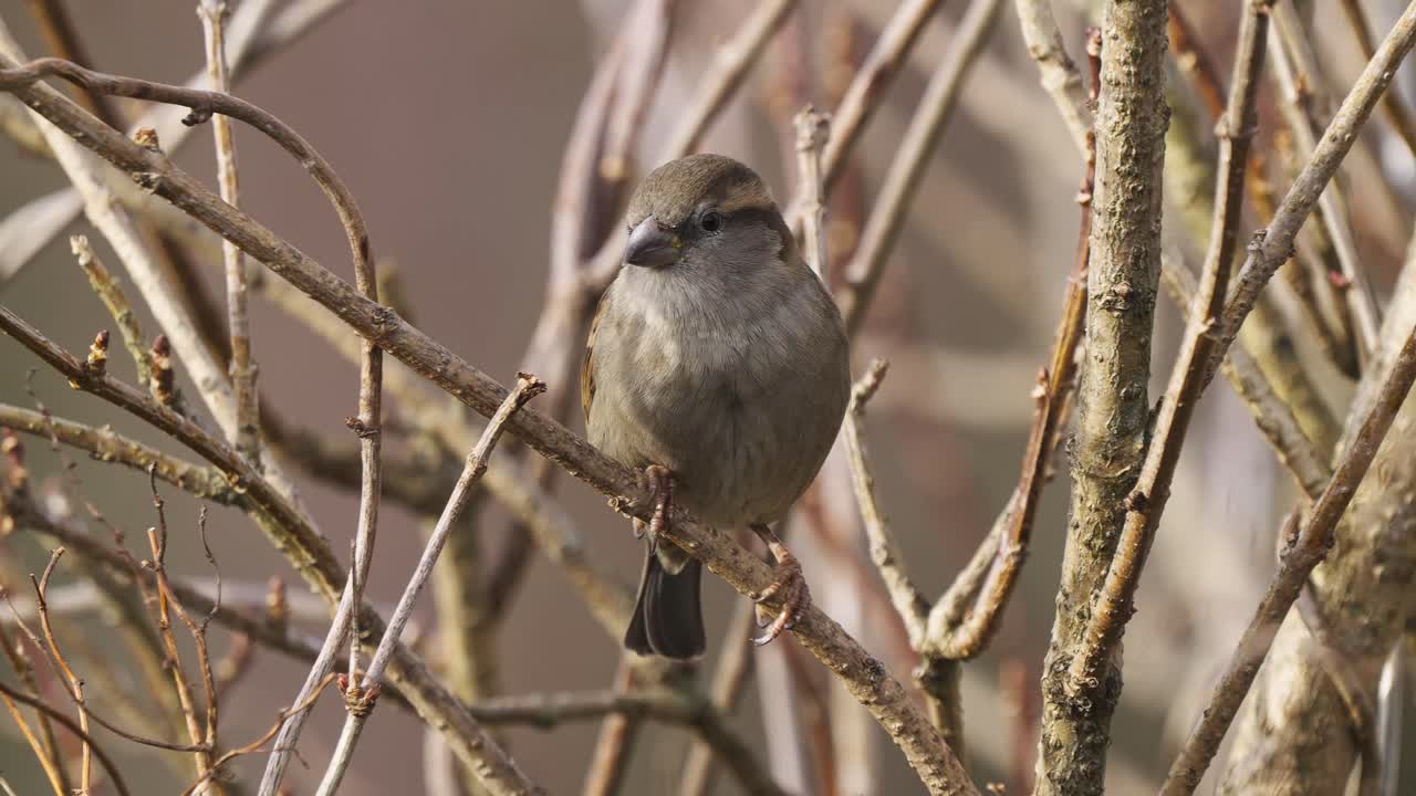 ручной снимок синдского воробья, сидящего на бесплодной ветви и оглядывающегося
