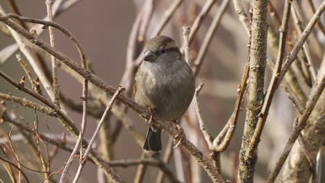 Hand-held-shot-of-a-Sind-Sparrow-perched-on-a-barren-branch-and-looking-around